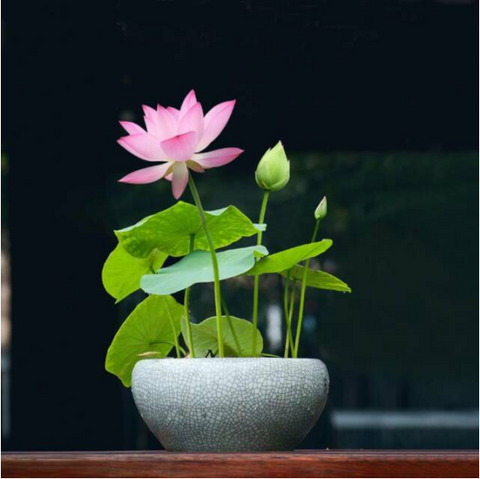 Organic Lotus Flower Seeds