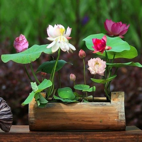 Organic Lotus Flower Seeds